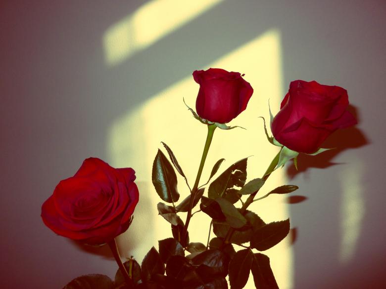 Free stock image of Red Roses created by Elizabeth