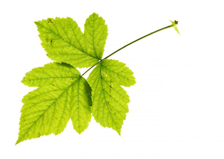 Free stock image of leaves isolated created by 2happy