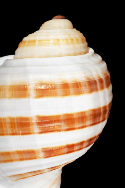 Free stock image of Seashell on Black created by 2happy