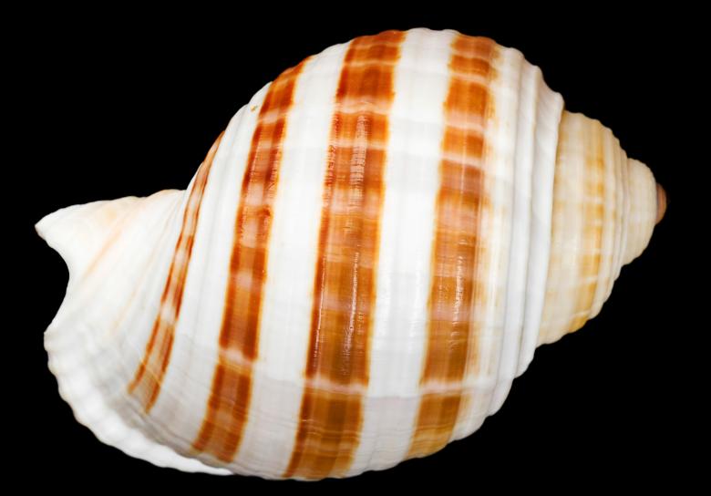 Free stock image of Striped Seashell created by 2happy