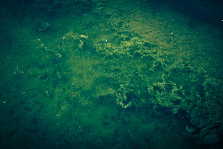 Free stock image of Vivid Green Seaweed Background created by Free Texture Friday