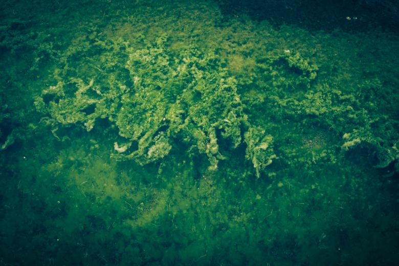 Free stock image of Vivid Green Seaweed Texture created by Free Texture Friday