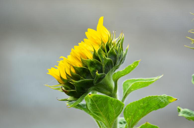 Free stock image of Yellow Sunflower created by Richard Revel