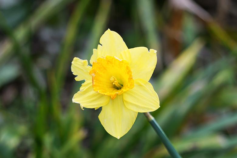 Free stock image of Yellow Flower in Bloom created by Richard Revel