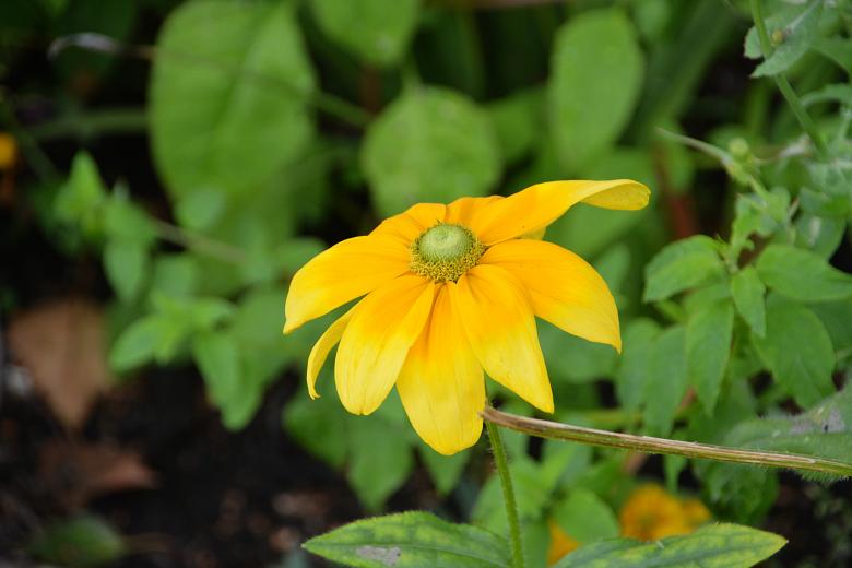 Free stock image of Yellow  Flower in Garden created by Richard Revel