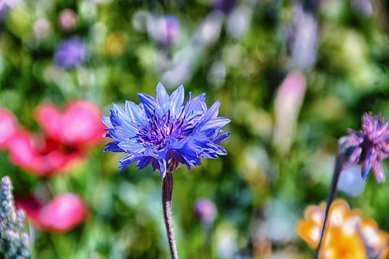 Free stock image of Vivid Blue Flower created by Richard Revel