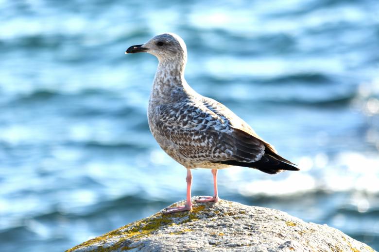 Free stock image of Seagull on a Rock created by Richard Revel