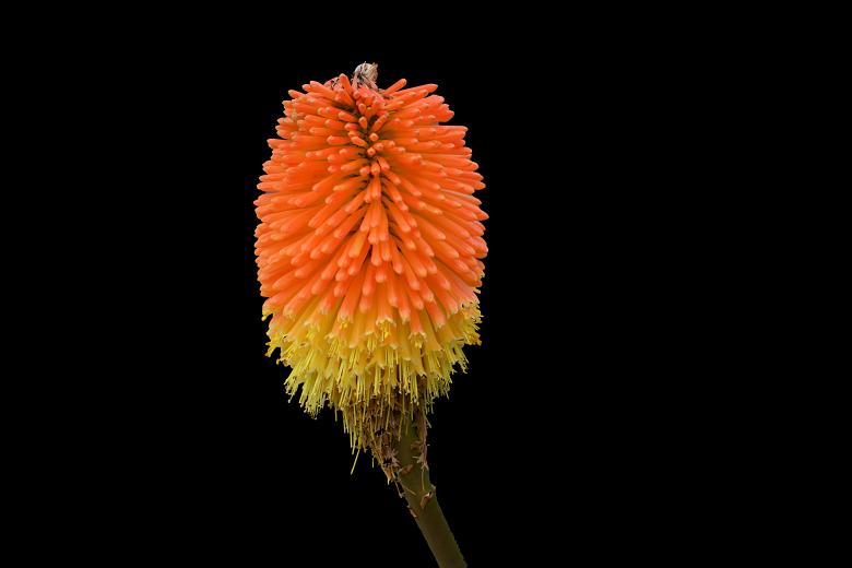 Free stock image of Orange and Yellow Exotic Plant created by Richard Revel