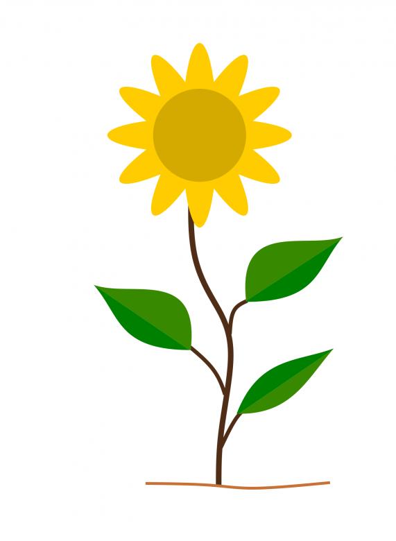 Free stock image of Sun Flower Illustration created by pixloger