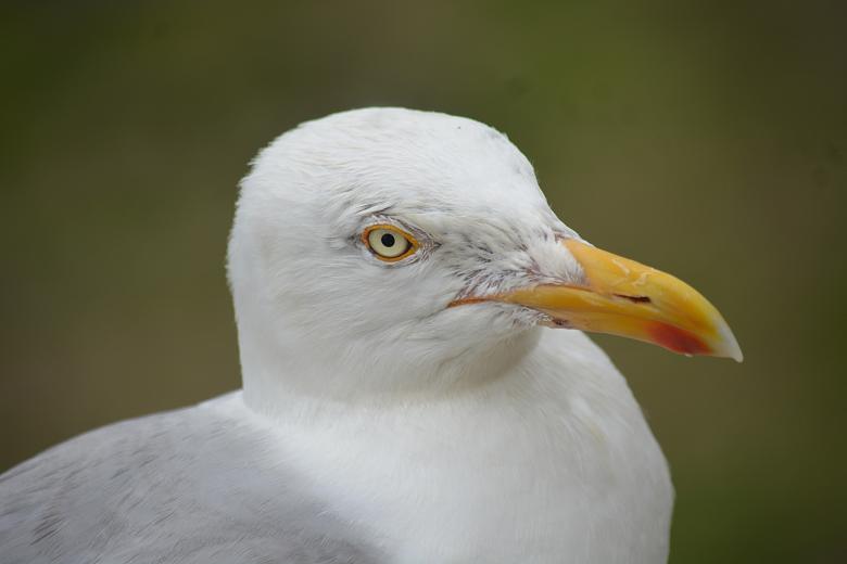 Free stock image of Seagull Head created by Richard Revel