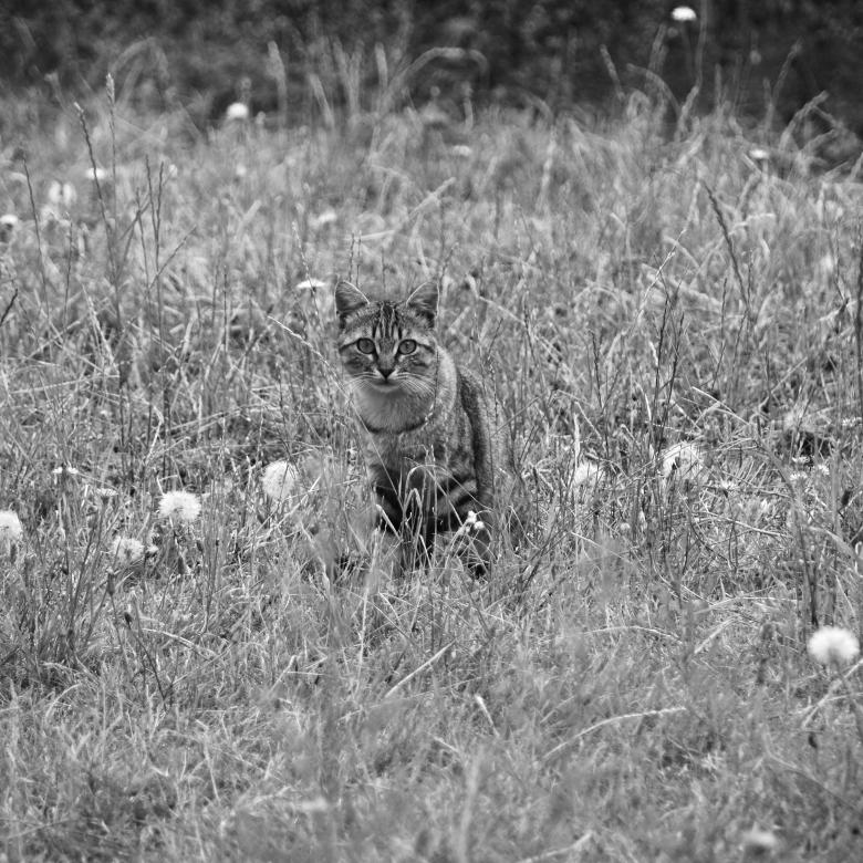 Free stock image of Cat Hiding in Grass created by Richard Revel