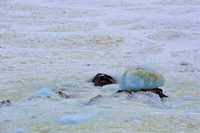 Free stock image of Pack ice along the coast created by Geoffrey Whiteway