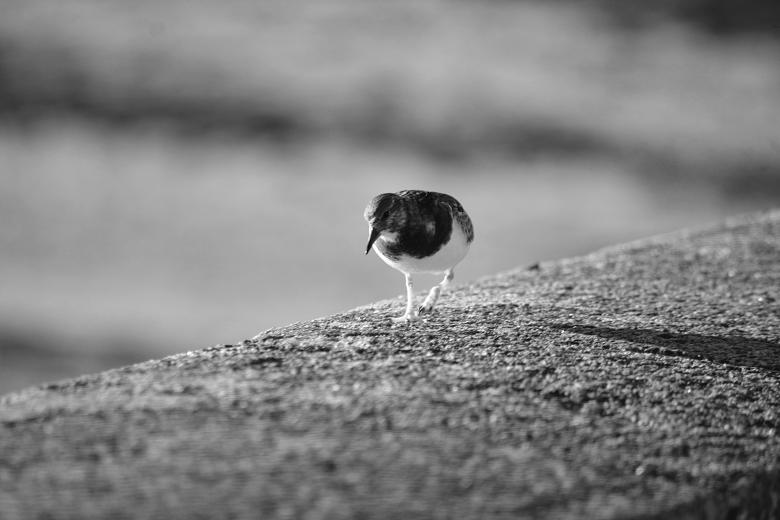 Free stock image of Single Bird Walking created by Richard Revel