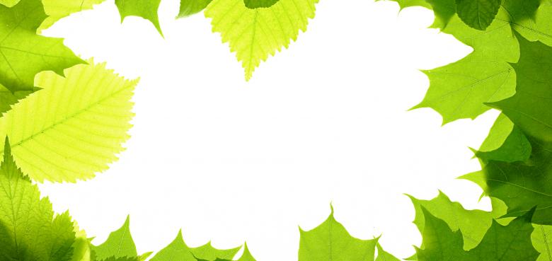 Free stock image of Green Leaves Frame created by 2happy