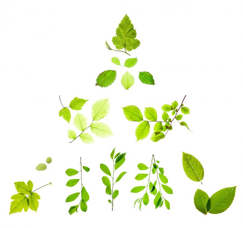 Free stock image of Isolated Green Leaves created by 2happy