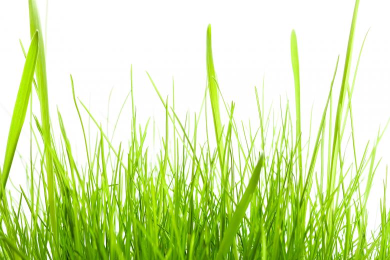 Free stock image of Green Grass created by 2happy