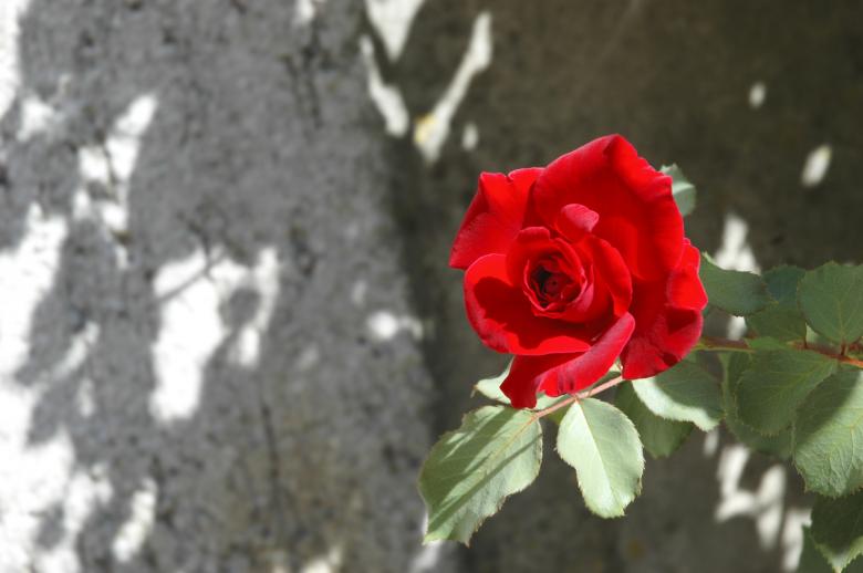 Free stock image of Red Rose created by Iva Villi