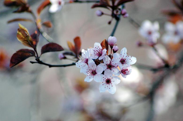 Free stock image of Pink Cherry Flowers created by Iva Villi