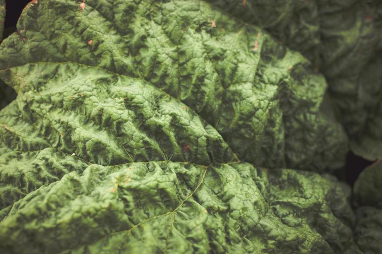 Free stock image of Rhubarb Leaf created by Bjorgvin