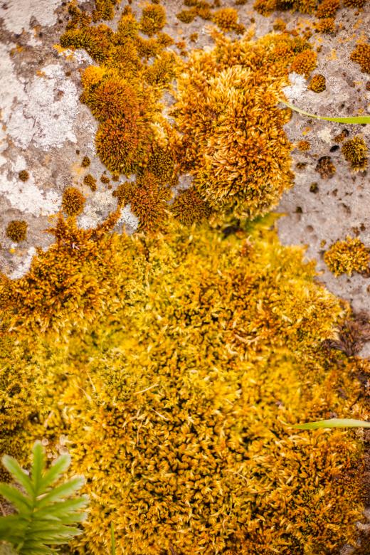 Free stock image of Moss on Rock created by Bjorgvin