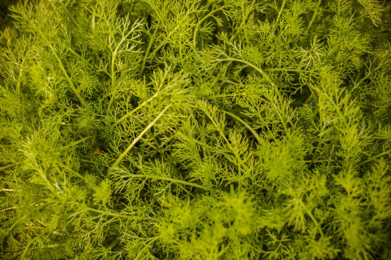 Free stock image of Vivid Green Plants created by Bjorgvin