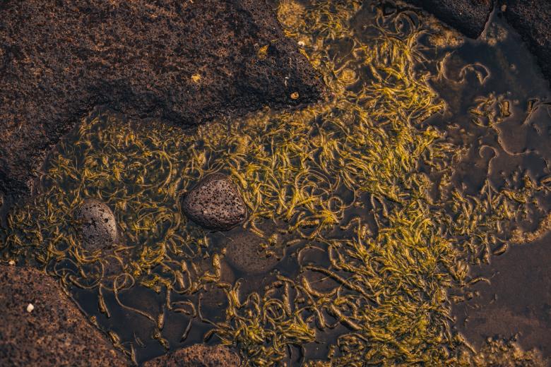 Free stock image of Wet Green Seaweed Texture created by Bjorgvin