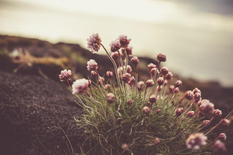 Free stock image of Icelandic Wildflower - Thrift created by Bjorgvin