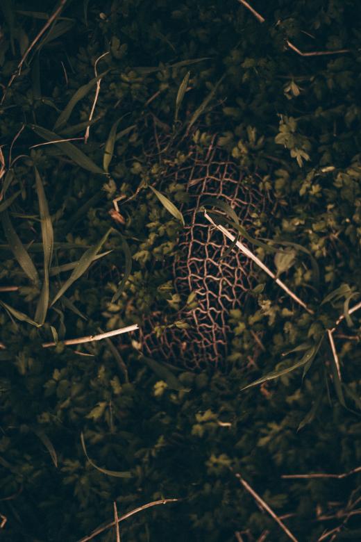 Free stock image of Old Overgrown Netting created by Bjorgvin
