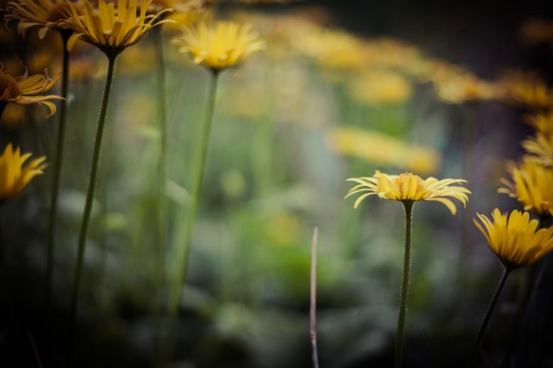 Free stock image of Blurry Wildflowers created by Bjorgvin