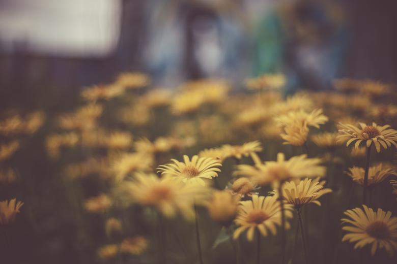 Free stock image of Yellow Wildflowers created by Bjorgvin