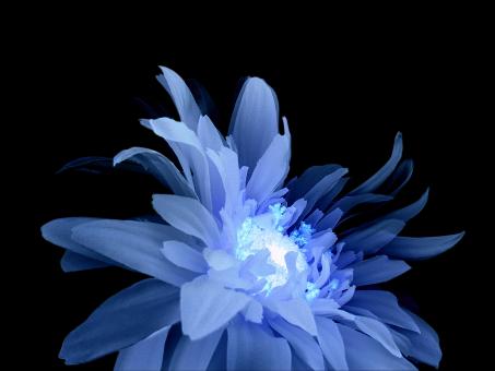 Blue Flower