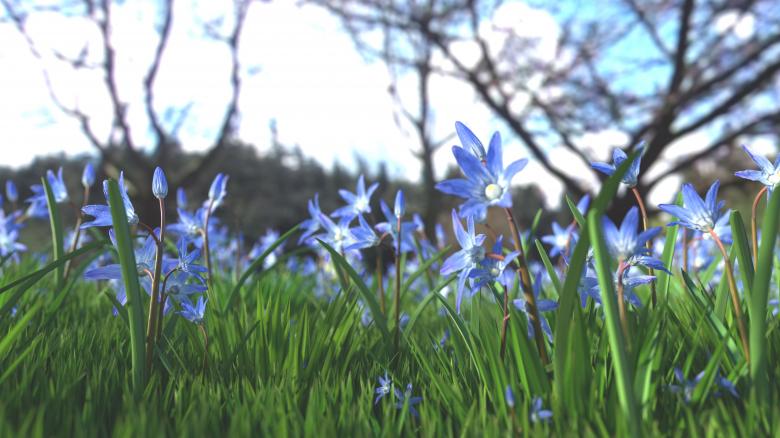 Free stock image of Blue Flowers created by Pixabay
