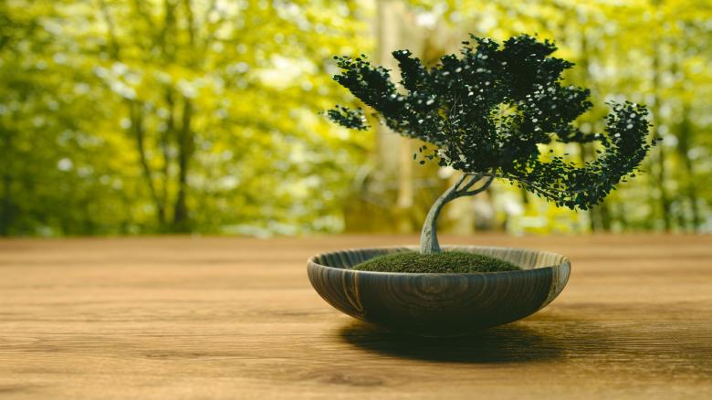 Free stock image of Little Tree created by Pixabay