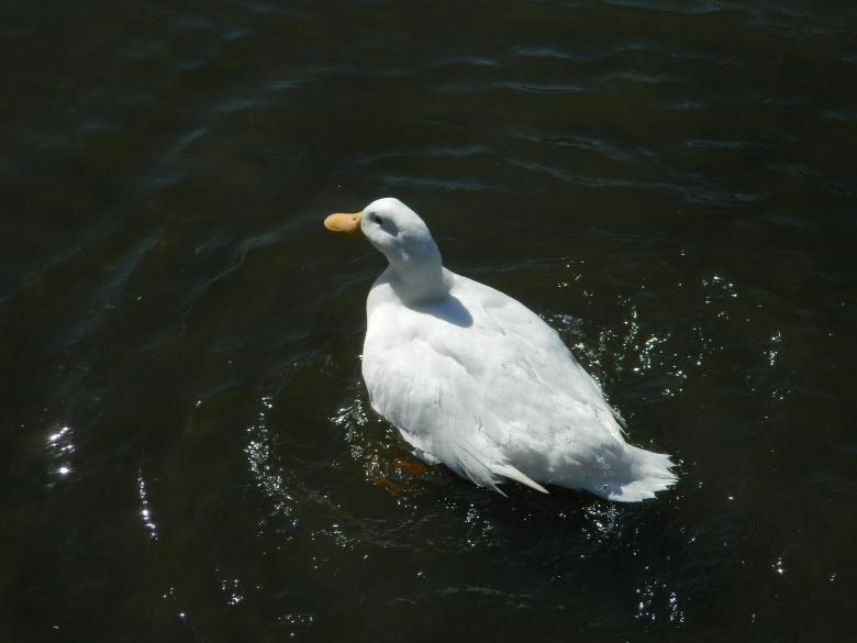 Free stock image of Duck in Water created by Hulya Yılmaz