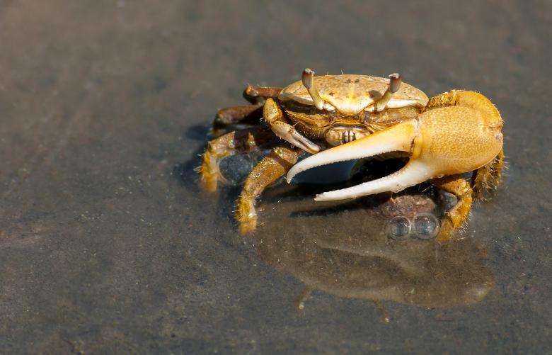 Free stock image of Crab Ready to Fight created by Pixabay
