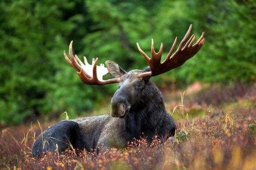 Wild Moose - Free Stock Photo