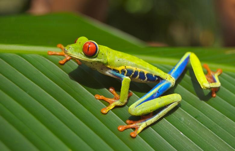 Free stock image of Tree Frog created by Pixabay
