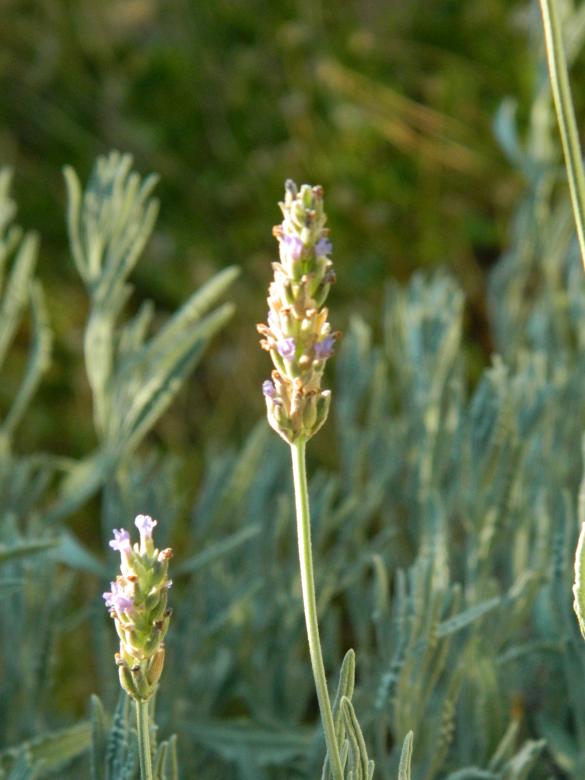 Free stock image of Lavender Waiting to Bloom created by Hulya Yılmaz
