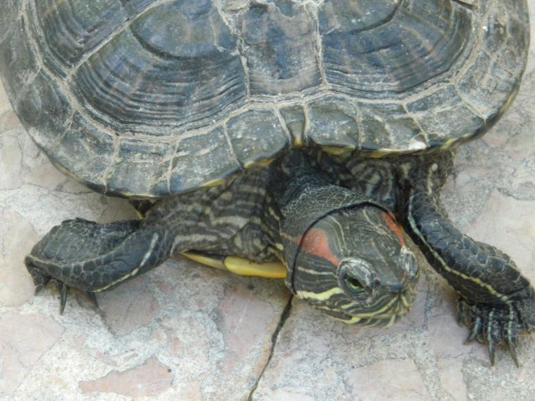 Free stock image of Turtle created by Hulya Yılmaz