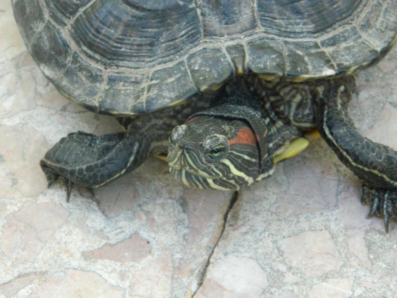 Free stock image of Sea-Turtle created by Hulya Yılmaz