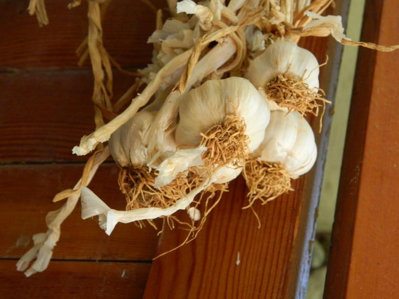 Free stock image of Garlic created by Hulya Yılmaz