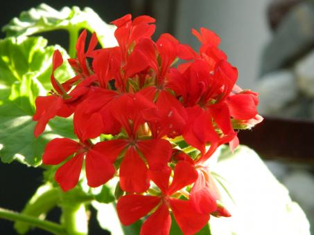 Free Stock Photo of Red Flower