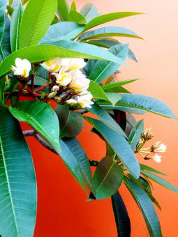 Tropical Leaves and Flowers - Free Stock Photo