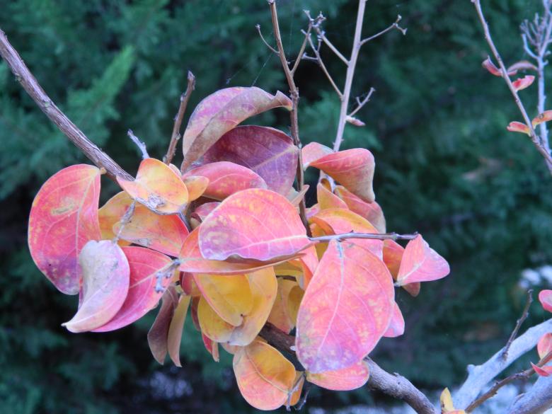 Free stock image of Autumn Leaves created by Hulya Yılmaz