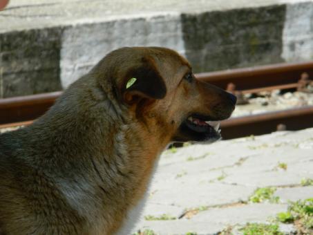 Dog Head - Free Stock Photo