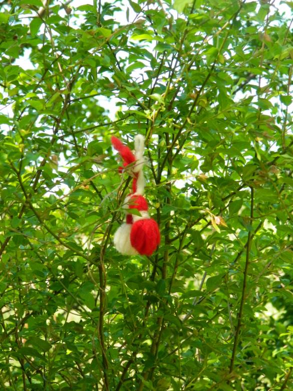 Free stock image of Bulgarian martenitsa on the tree created by Hulya Yılmaz
