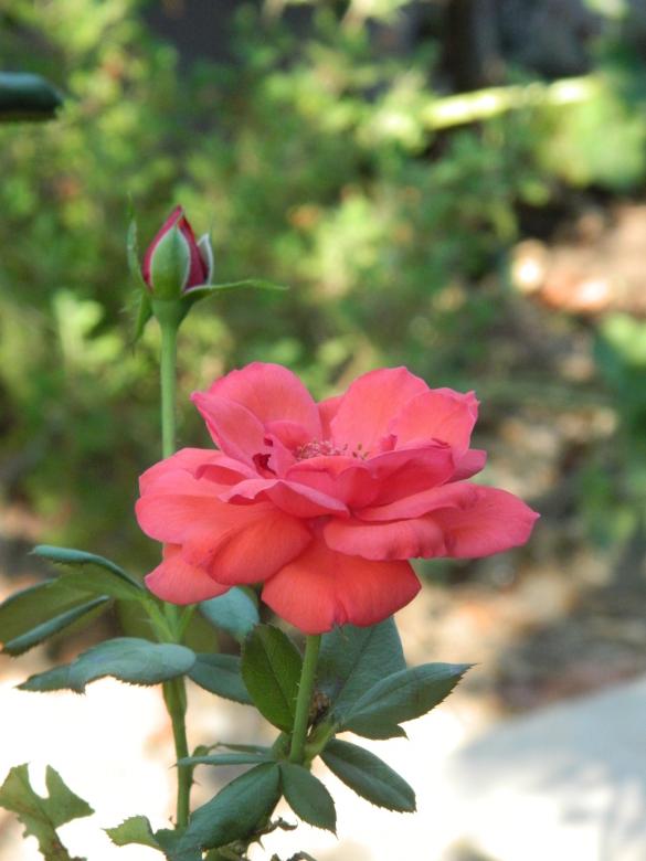 Free stock image of Red Rose created by Hulya Yılmaz