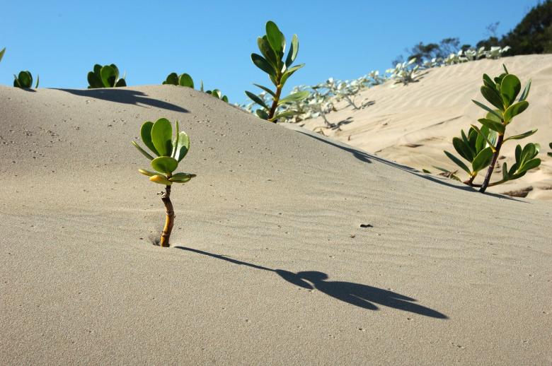 Free stock image of African Plants created by Pixabay