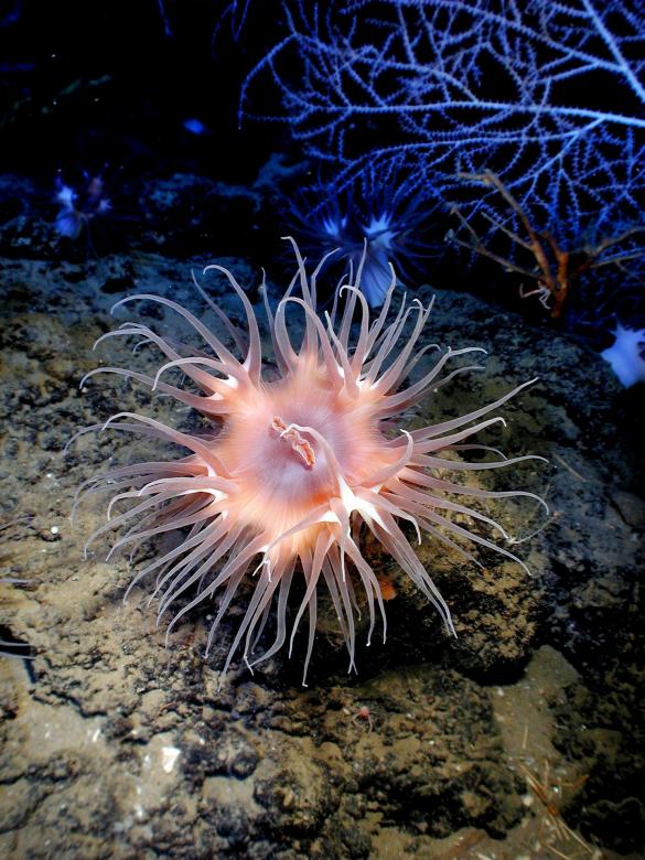 Free stock image of Anemone in the Ocean created by Pixabay