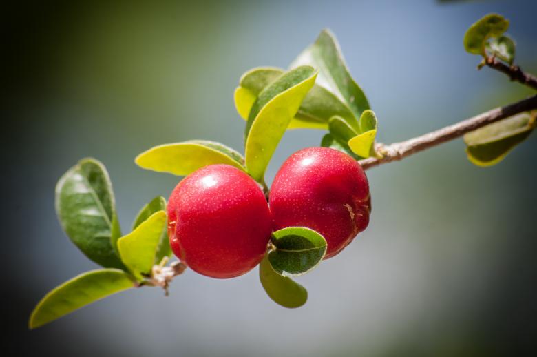 Free stock image of Fresh Cherries created by Pixabay